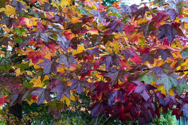 Autumn colourful leaves background stock image Autumn colourful leaves background stock image