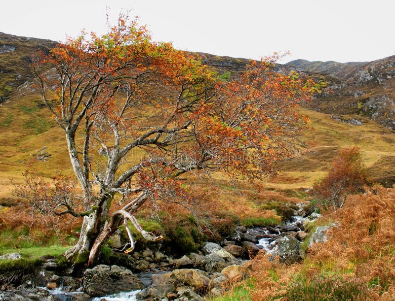 Download Autumn Colours In Glen Affric Stock Photo - Image of scotland, colours: 71519034