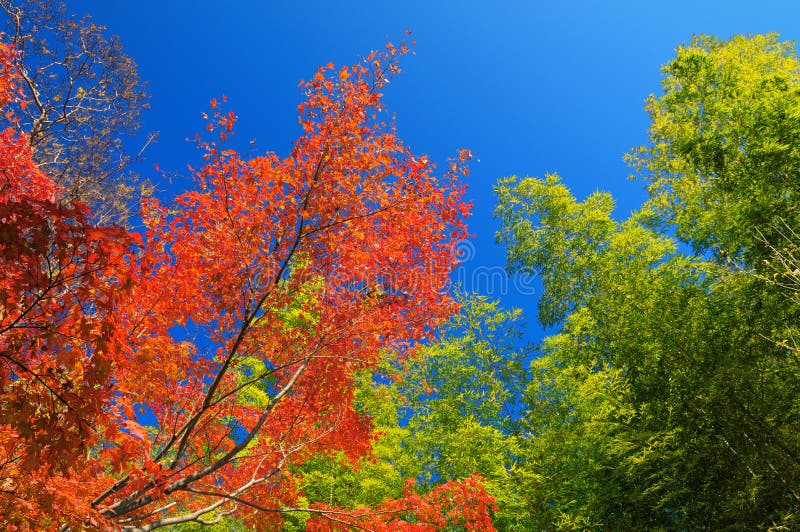 Autumn Colours in Japan stock image. Image of city, arashiyama - 63007559