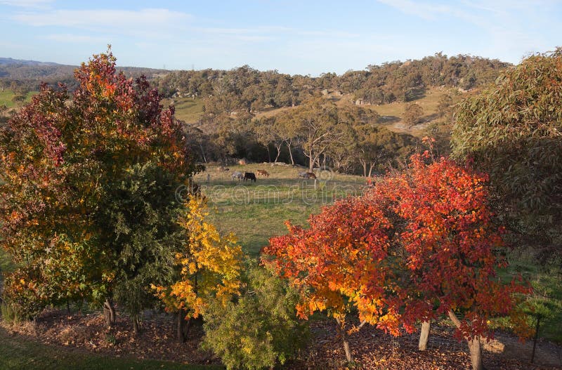 Autumn Colours Near Oberon. NSW. Australia. Stock Photo - Image of