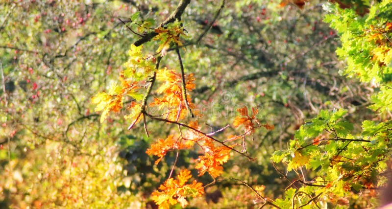 Autumn Leaves Hanging From A Tree Stock Image Image Of Branches