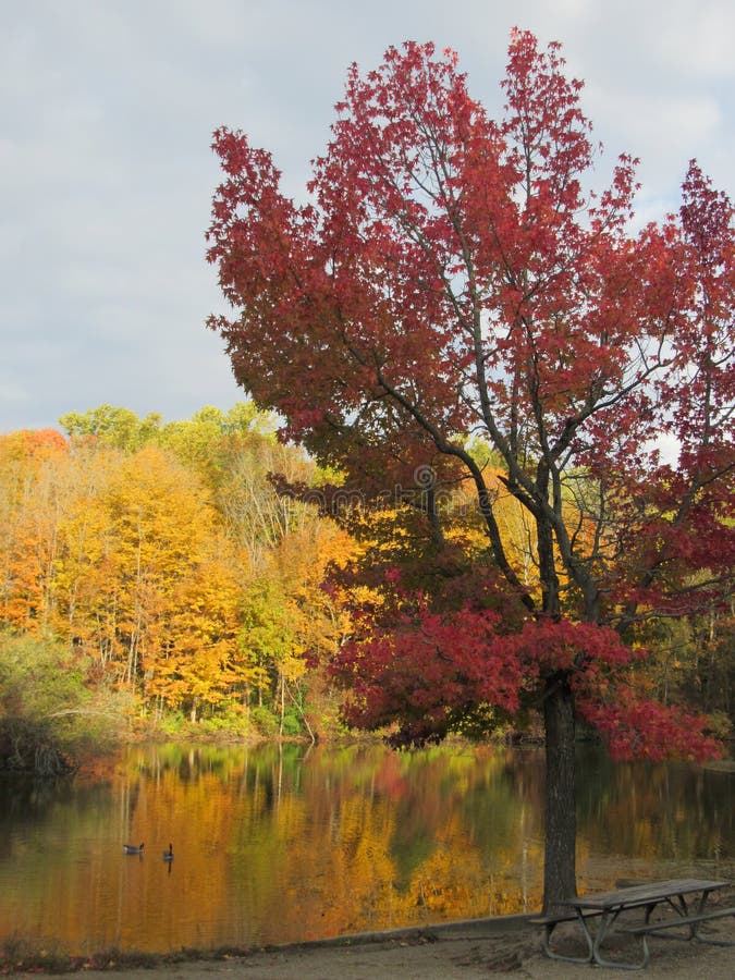 Autumn Comes to Lily Lake at Eagle Creek Park. Autumn Landscape along the water with yellow, red and orange leaves on the trees and gesse in the water at eagle stock photo Autumn Comes to Lily Lake at Eagle Creek Park. Autumn Landscape along the water with yellow, red and orange leaves on the trees and gesse in the water at eagle stock photo