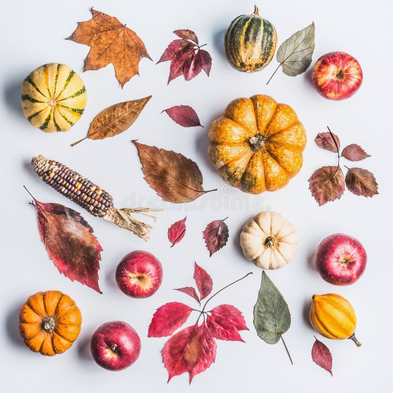 Autumn composing with pumpkin,corn , apples and leaves on light background, top view. Fall pattern made of natural organic farm pr