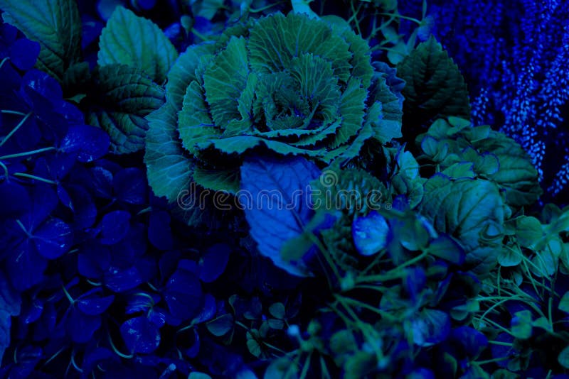 植物芦苇花束被隔绝的库存图片 图片包括有干燥 木头 叶子 查出 工厂 绿色 沼泽地 本质 植物芦苇花束被隔绝的库存图片 图片包括有干燥 木头 叶子 查出 工厂 绿色 沼泽地 本质