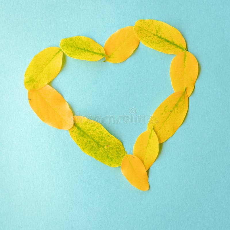 Autumn composition. Fall colorful yellow leaves of heart frame on blue paper background