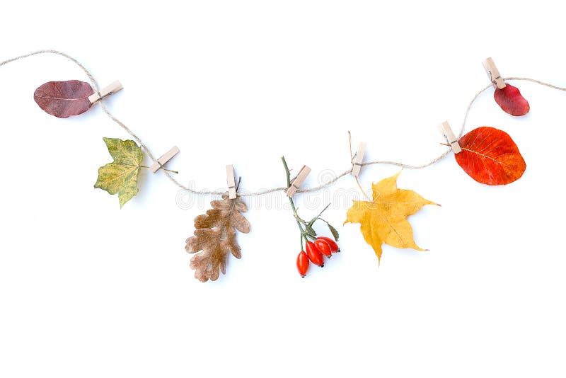Autumn composition isolated white background. Autumn flowers and leaves, rose hip. Flat lay, top view, copy space stock image Autumn composition isolated white background. Autumn flowers and leaves, rose hip. Flat lay, top view, copy space stock image