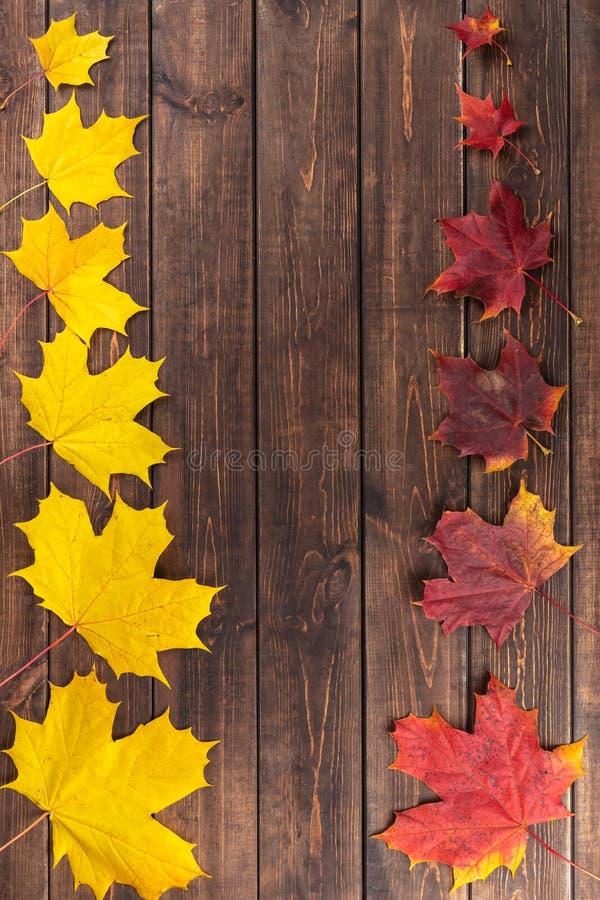Autumn composition. Red and yellow maple leaves in two rows from small to large as frame on dark wooden brown background. stock photo Autumn composition. Red and yellow maple leaves in two rows from small to large as frame on dark wooden brown background. stock photo