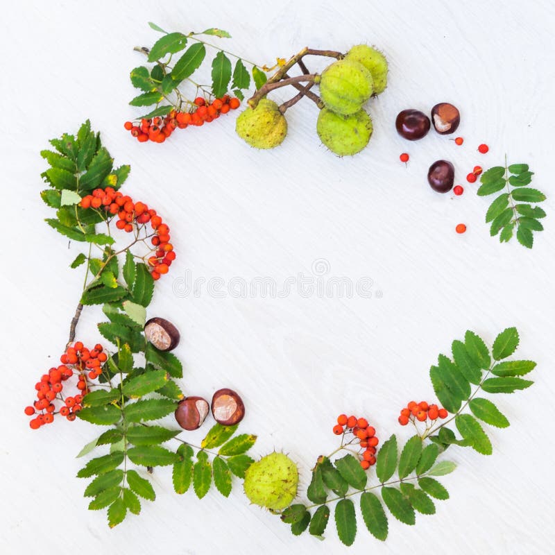 Autumn composition. rowan berries and autumn leaves on white background.