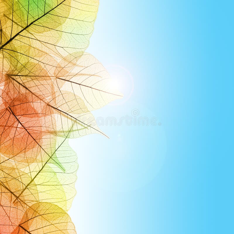 Autumn composition with transparent Leaves and blue sky background