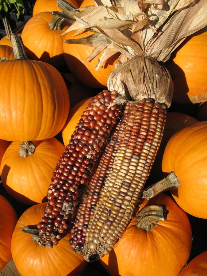 Autumn Corn With Pumpkins