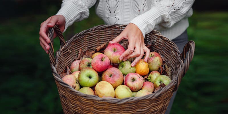 Autumn country - woman with wicker basket harvesting apple