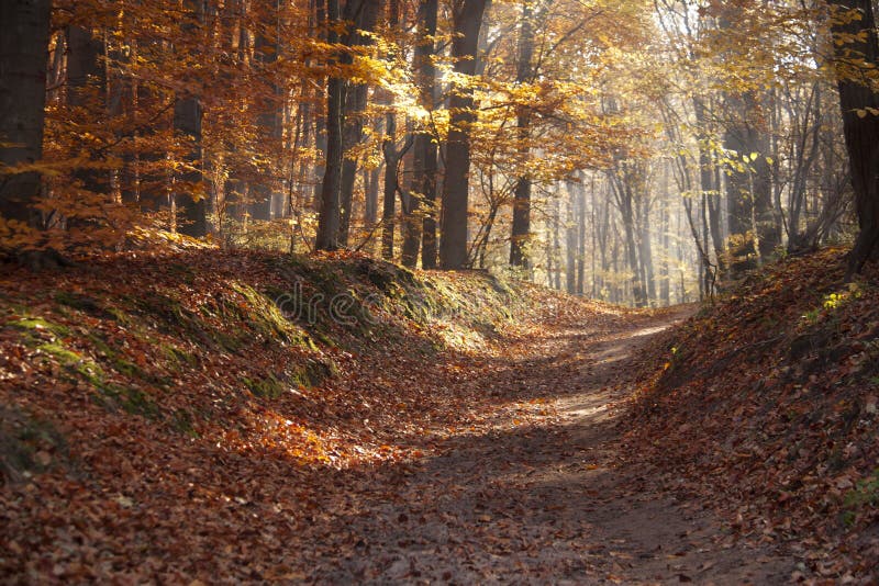 Autumn dawn in forest. Morning sun beams or rays in autumn park or forest