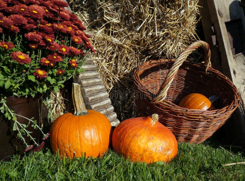 Composition of various pumkins, chrysanthemum flowers on green grass, straw background. Composition of various pumkins, chrysanthemum flowers on green grass, straw background