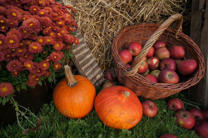 Autumn decoration, red and green apples in a wicker basket on straw, pumpkins, squash, heather flowers and chrysanthemum flowers