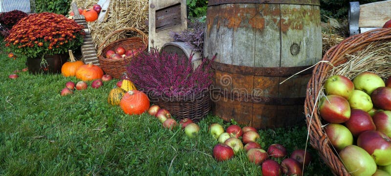 Autumn decoration, red and green apples in a wicker basket on straw, pumpkins, squash, heather flowers and chrysanthemum flowers