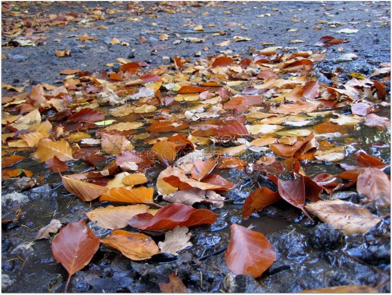 Autumn leaves rain