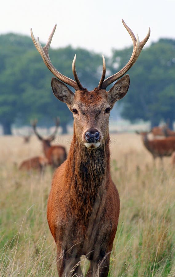 Hlavu-na pohľad jeleňa v Richmond Park.