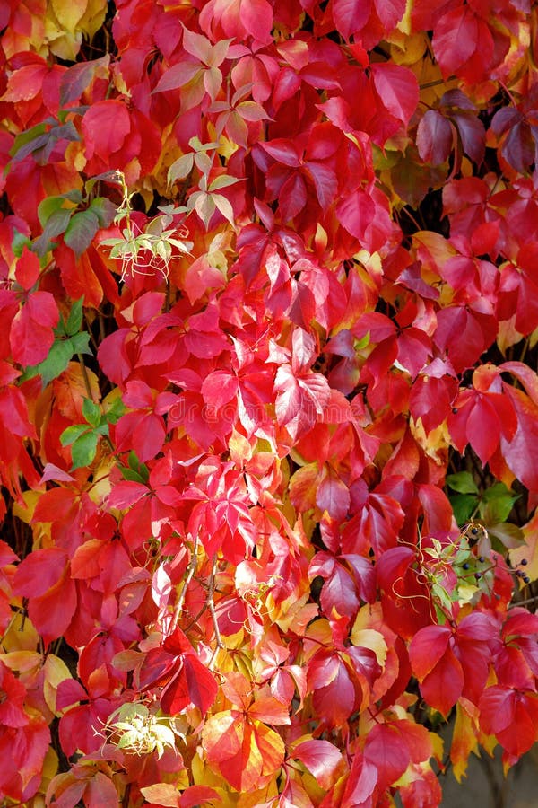 Red and gold Parthenocissus tricuspidata 'Veitchii' or Boston ivy on the wall in bright sunlight. Japanese ivy or Japanese liana. Red and gold Parthenocissus tricuspidata 'Veitchii' or Boston ivy on the wall in bright sunlight. Japanese ivy or Japanese liana