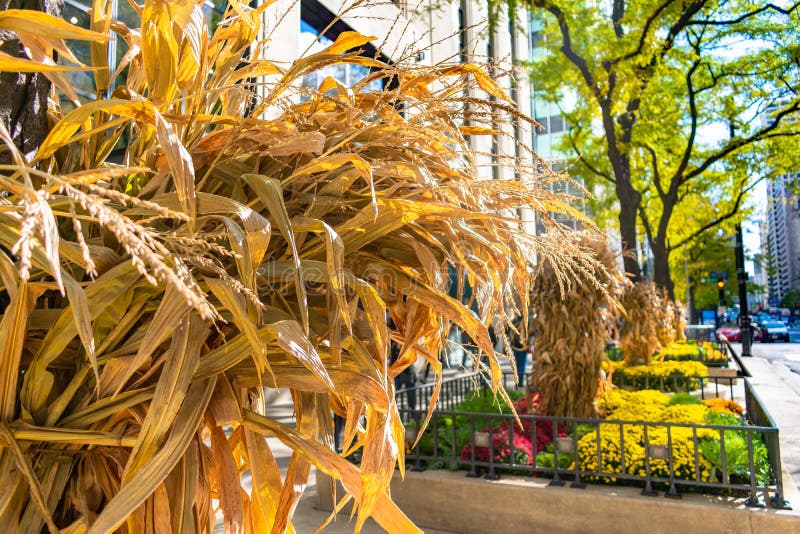 Autumn Display de Cornstalks a lo largo de la avenida de Michigan en Chicago fotos de archivo Autumn Display de Cornstalks a lo largo de la avenida de Michigan en Chicago fotos de archivo