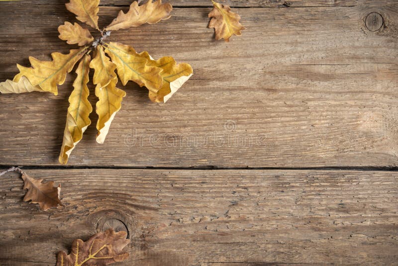 Autumn. Dry leaves on wooden stock photography Autumn. Dry leaves on wooden stock photography