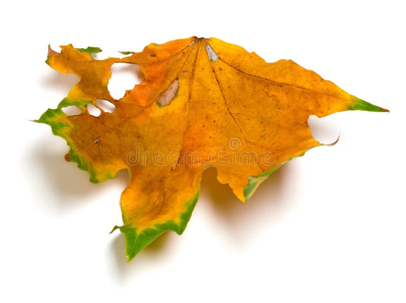 noticed small holes in board in big leaf maple does it mean noticed small holes in board in big leaf maple does it mean