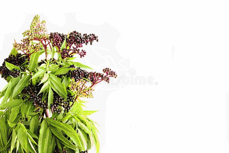 Autumn Elder Berries é Rich Food Source fotografia de stock Autumn Elder Berries é Rich Food Source fotografia de stock