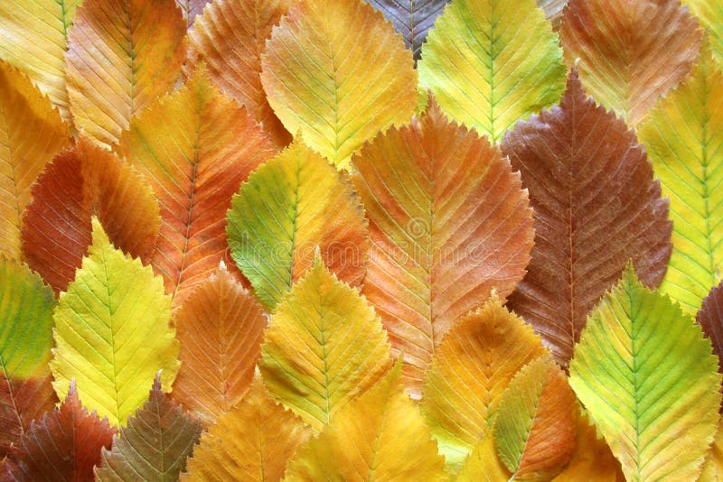 Composition of autumn elm leaves.