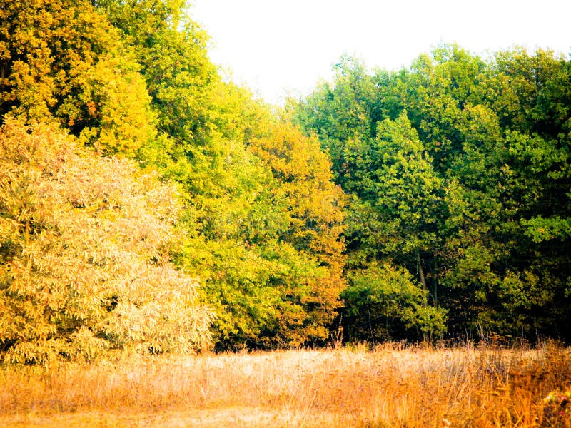 Autumn evening forest landscape. Autumn sunny evening, autumn forest glade on the hillside and deciduous forest on the hill stock images Autumn evening forest landscape. Autumn sunny evening, autumn forest glade on the hillside and deciduous forest on the hill stock images