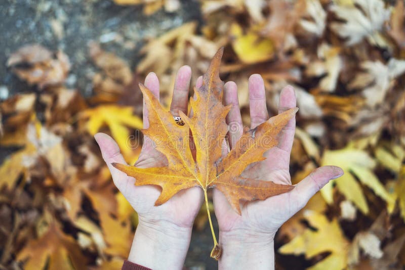 Autumn Fall Background avec les feuilles et la main d'érable image stock Autumn Fall Background avec les feuilles et la main d'érable image stock