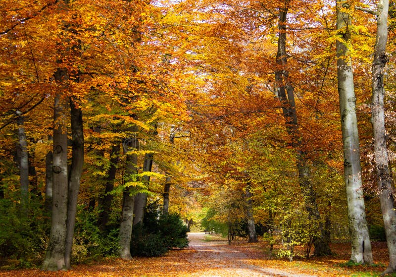 Autumn, Fall. Beautiful Gold colored Foliage Trees in a Park, with little road