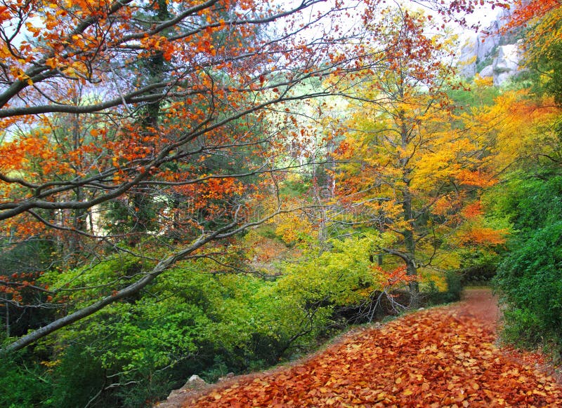 Autumn fall beech forest track yellow leaves