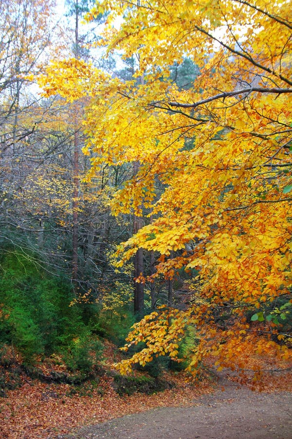 Download Autumn Fall Colorful Golden Beech Forest Trees Stock Photo - Image of fall, background: 19468086