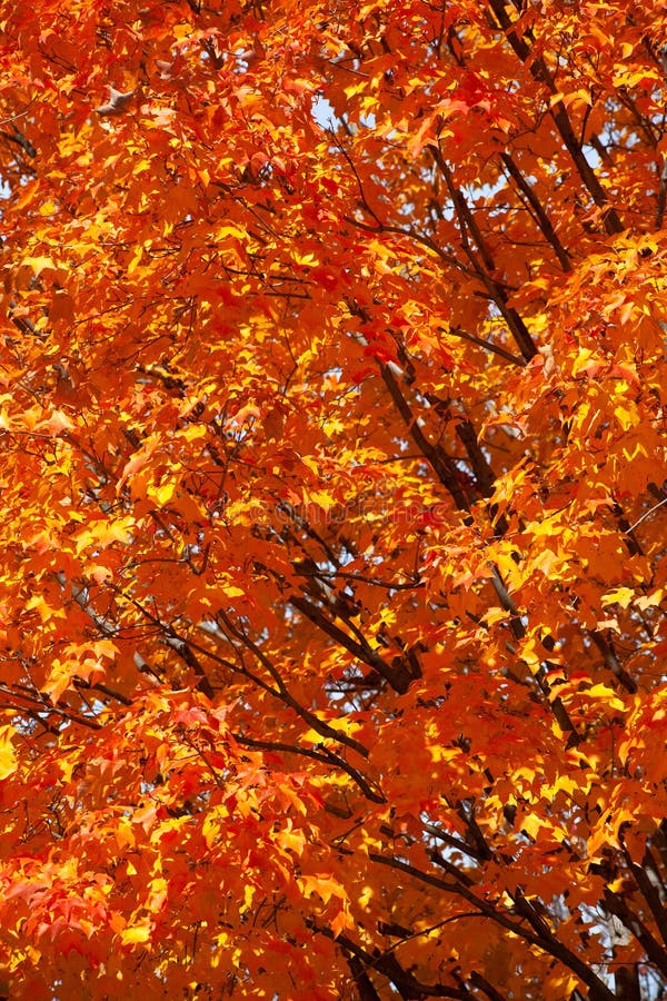 Autumn fall foilage colors in the leaves on a midwestern tree. Beautiful rich colors of fall foilage yellow, orange, and red fill the branches of this midwest royalty free stock images