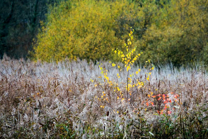 Autumn or Fall Foliage Textures stock photo Autumn or Fall Foliage Textures stock photo