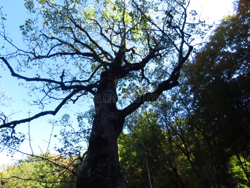 Autumn fall in the forest. Sunlight coming through big tree crown branches and blue sky.