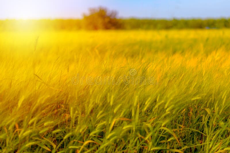 Autumn fall harvest background. Sunny day, wheat yellow gold meadow.