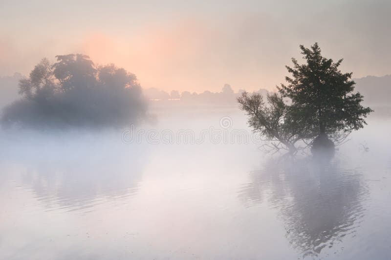 Niebla niebla a través de en otono rechazar vibrando colores.