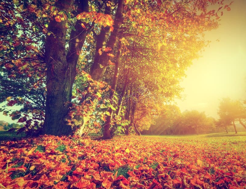 Autumn, fall landscape in park