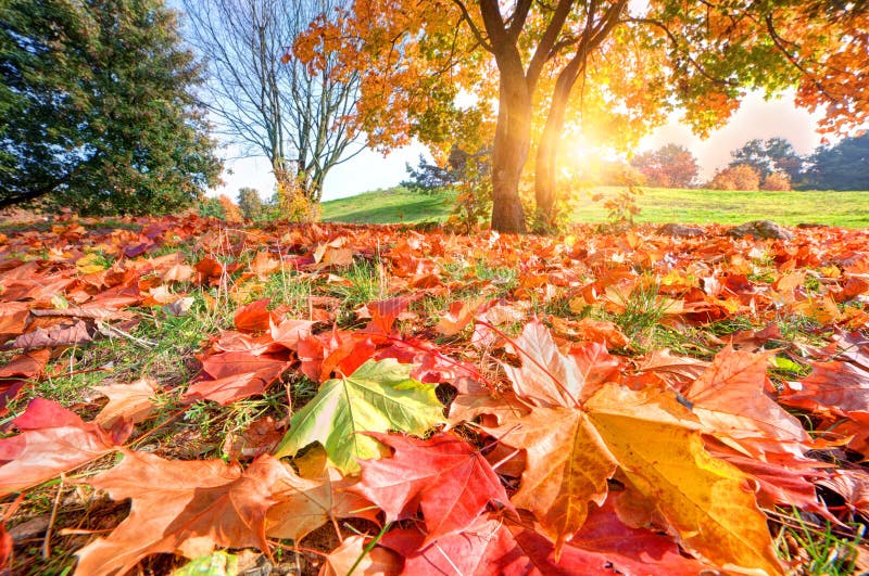 Autumn, fall landscape in park