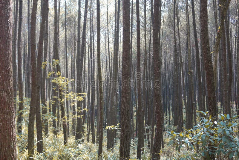 Autumn Fall landscape of pine forest in hutan pinus mangunan, yogyakarta, indonesia