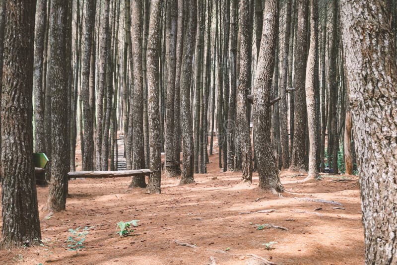 Autumn Fall landscape of pine forest in hutan pinus mangunan, yogyakarta, indonesia