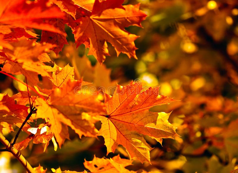 Autumn fall leaves royalty free stock photos