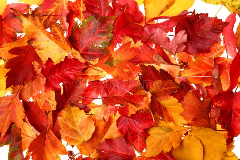In autunno cadono le foglie di sfondo con i colori rosso e giallo.