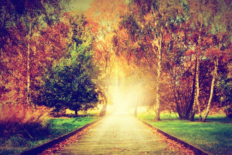 Autumn, fall park. Wooden path towards light