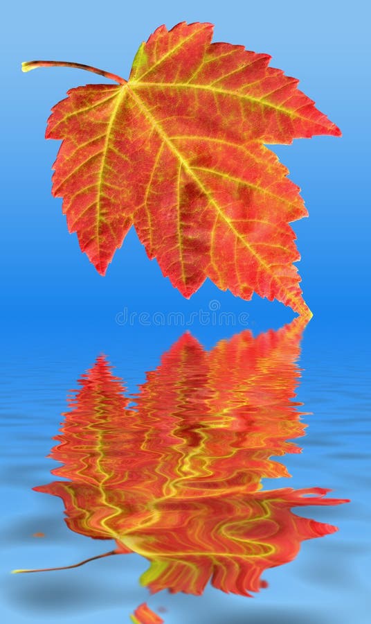 Autumn Fall Red Maple Leaf Water Reflection