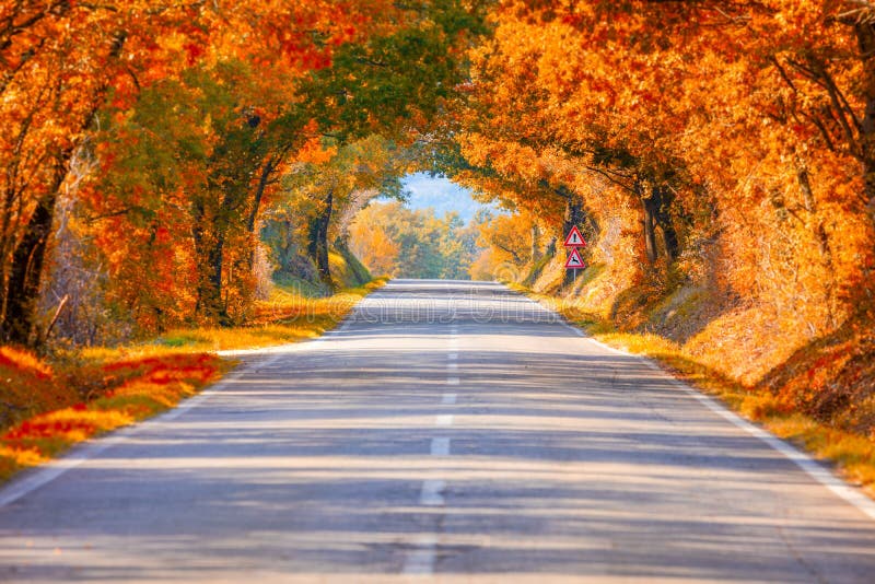 Autumn Fall Road landscape - Real trees tunne