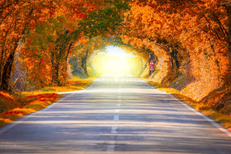 Autumn Fall Road-landschap - bomen tunne en magisch licht
