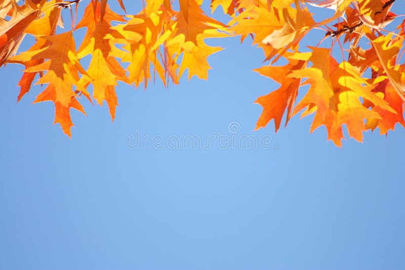 Autumn / Fall Sky Background - Golden leaves