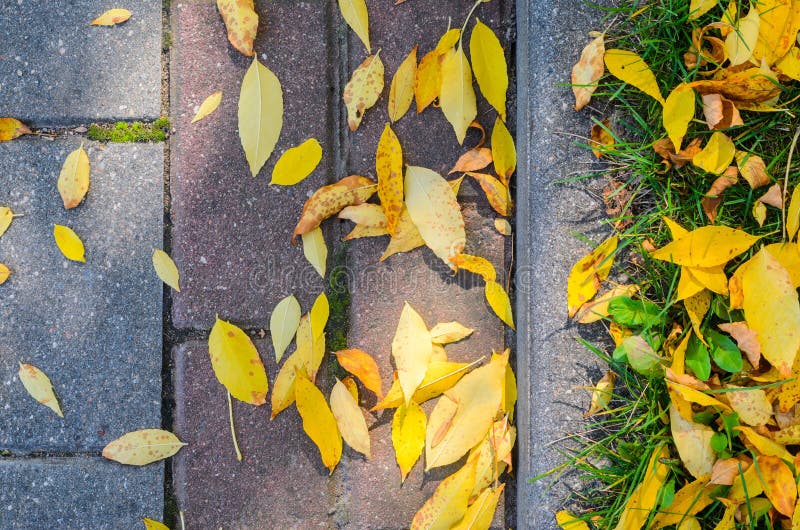Autumn Fallen Leaves On The Pavement And Lawn Stock Photo Image Of