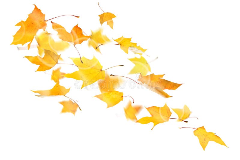 Autumn yellow maple leaves falling down on white background. Autumn yellow maple leaves falling down on white background.